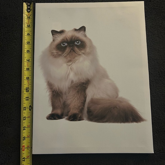 Other - Persian Cat Canvas Art
